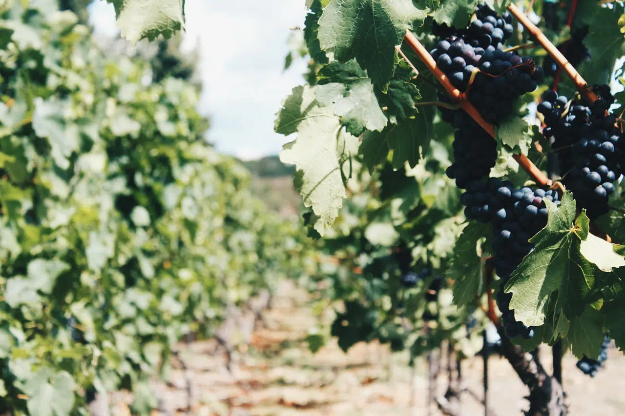 Appellation vin Fitou : qu’est-ce qui la caractérise