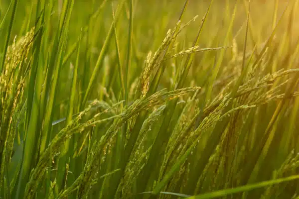 Un plat sain et savoureux avec un riz bio