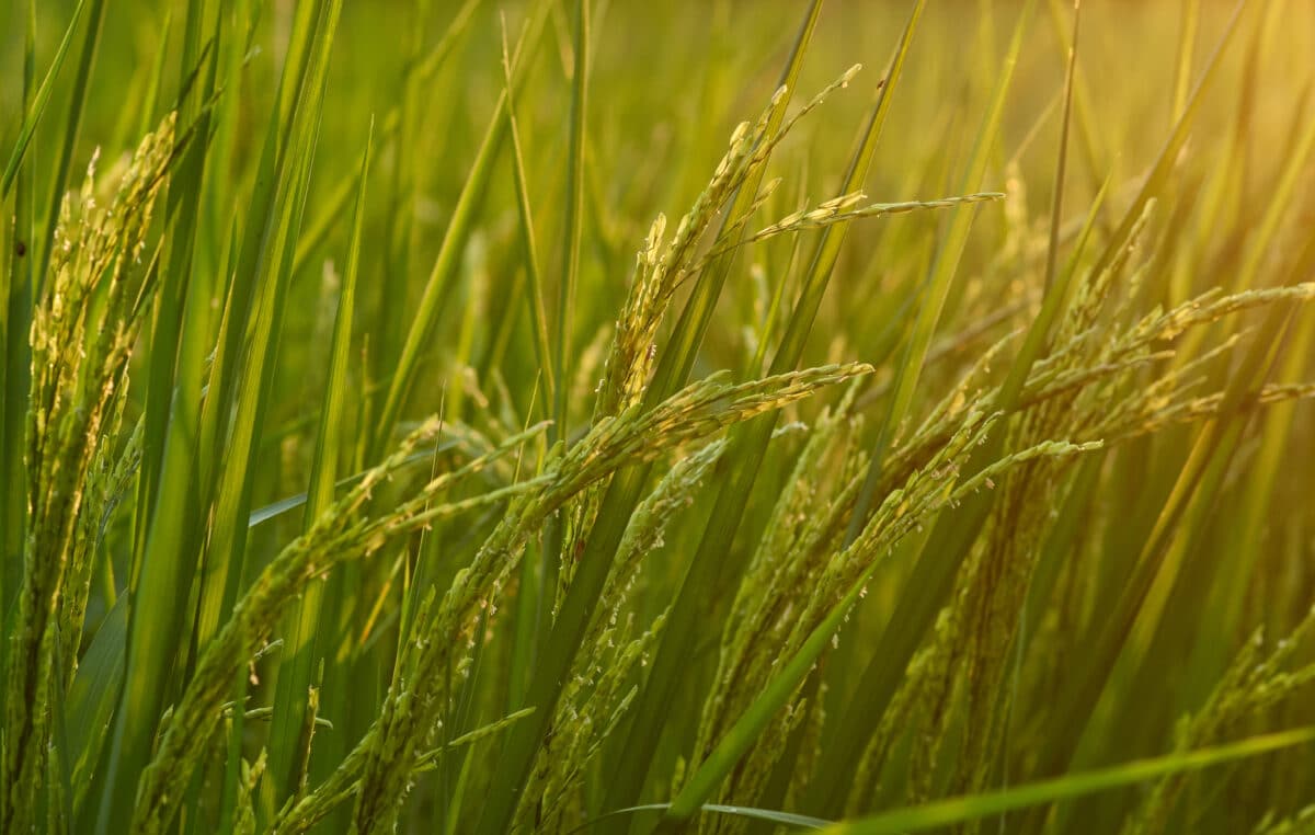 Un plat sain et savoureux avec un riz bio